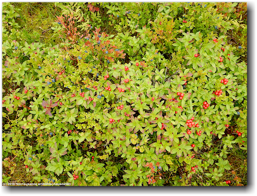 beeren in der naehe von lillavallen