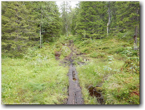 sehr sumpfiger wanderweg zum suljaetten