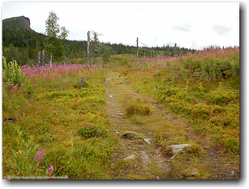 offene heide oberhalb lillavallen