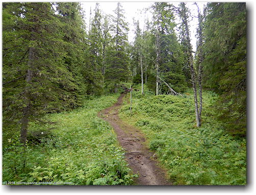 etwas weniger sumpfiger wanderweg zum suljaetten