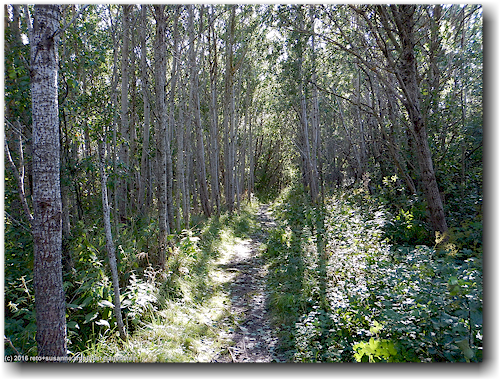 pfad durch den wald hinter dem stockens camping