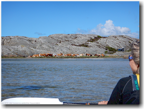 kuehe auf einer insel im skagerrak bei stocken