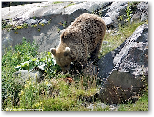 baer im korkeasaari zoo in helsinki