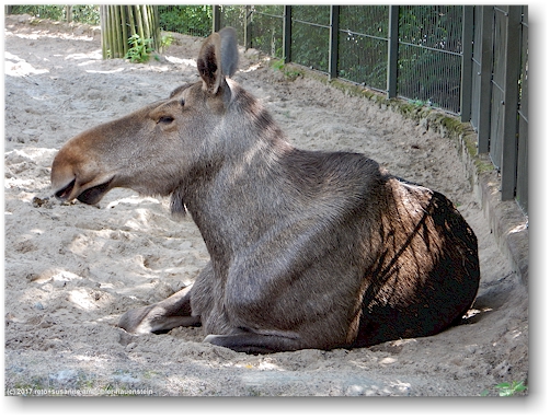elch im korkeasaari zoo in helsinki