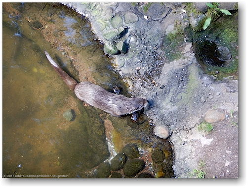 fischotter im korkeasaari zoo in helsinki