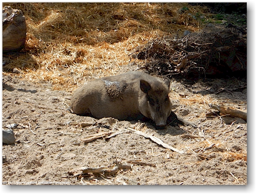 wildschwein im korkeasaari zoo in helsinki