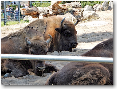 wisent im korkeasaari zoo in helsinki