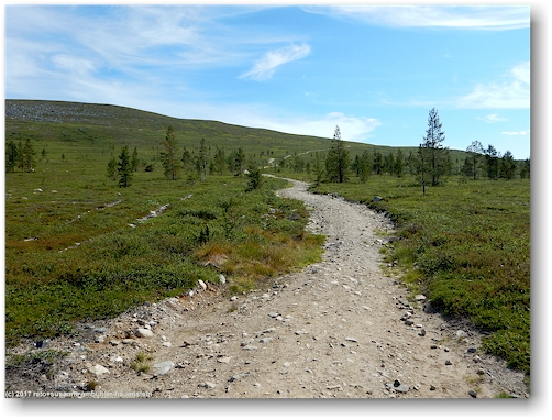 an der baumgrenze auf dem wanderweg richtung pyhaekero - blick bergwaerts