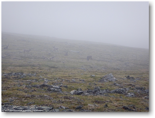 rentiere im nebel unterhalb des gipfels des njulla