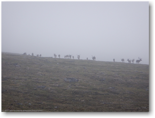 rentiere im nebel unterhalb des gipfels des njulla