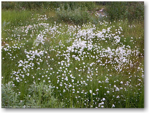 blumenwiese am dundret bei gaellivare