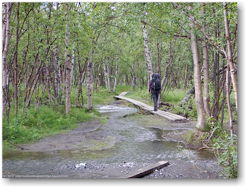 steg entlang des ueberschwemmten kungsleden zwischen abisko und den abiskojaurestugorna