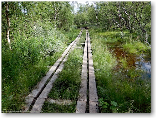 doppelter steg ueber sumpfigen abschnitt des kungsleden zwischen abisko und den abiskojaurestugorna
