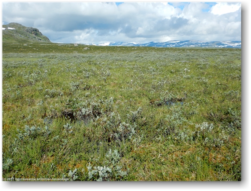 wiese nahe ribakluokta entlang des kungsleden zwischen den abiskojaurestugorna und den alesjaurestugorna