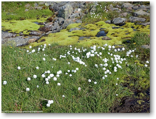blumen und moose im tal des tjaektjatjakka zwischen den saelkastugorna und den singistugorna