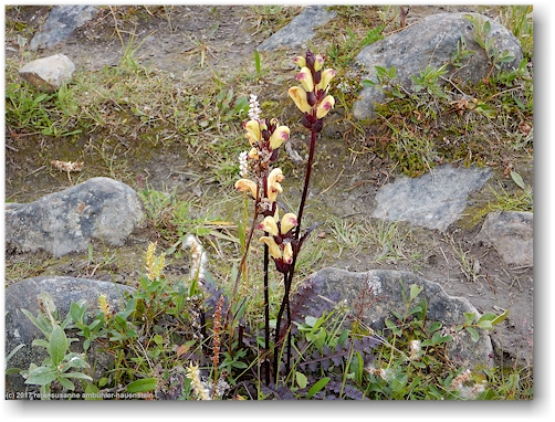 blume entlang des kungsleden zwischen den singistugorna und den kaitumjaurestugorna