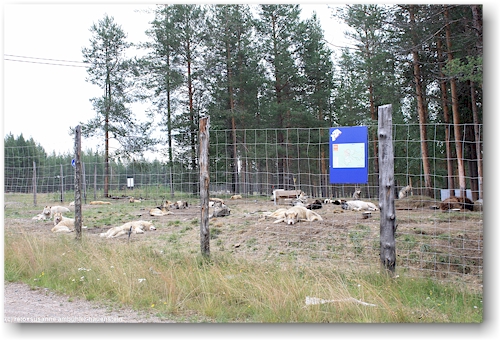huskyfarm bei suomu