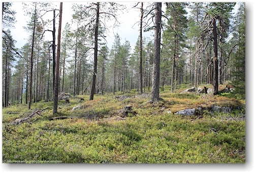 wald am suomutunturi