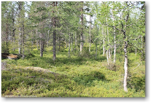 wald am suomutunturi