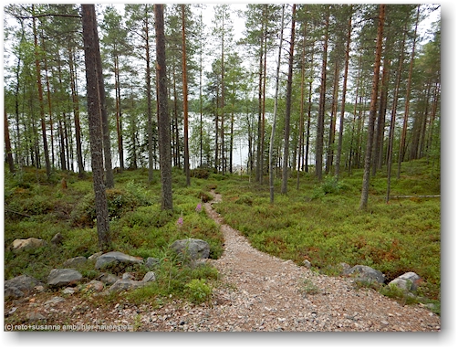 pfad vom see zur neuen schutzhuette am ostufer des poeylioejaervi bei kemijaervi