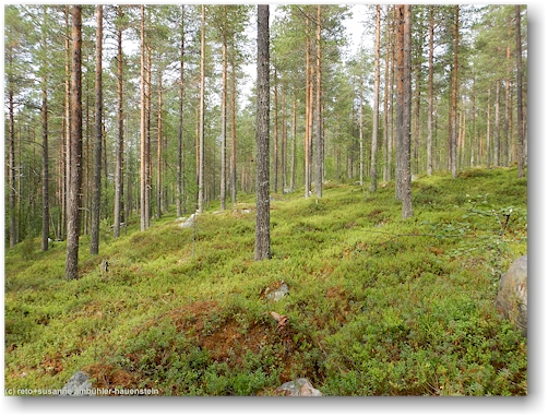 wald bei der neuen schutzhuette am ostufer des poeylioejaervi bei kemijaervi