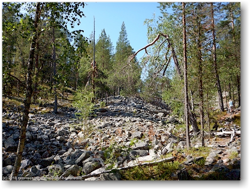 geroell im pyhae-luosto nationalpark