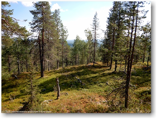 wald am noitatunturi im pyhae-luosto nationalpark