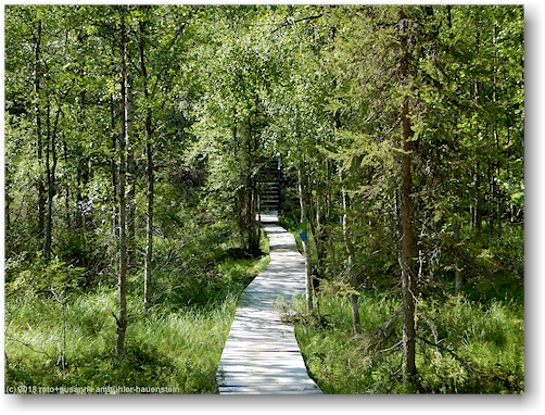 wandersteg mit treppe im pyhae-luosto nationalpark