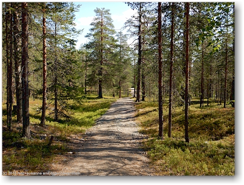 wanderweg im pyhae-luosto nationalpark