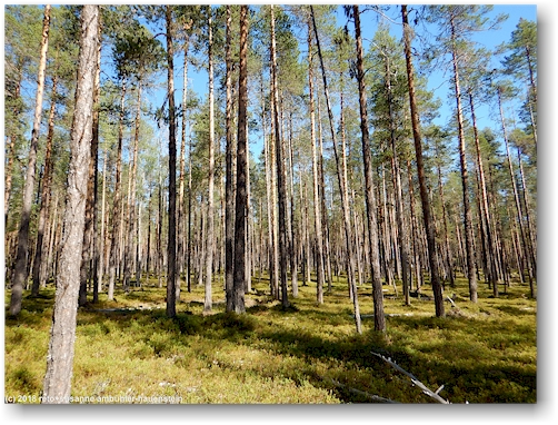 wald im muddus nationalpark