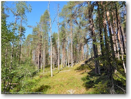 wald im muddus nationalpark