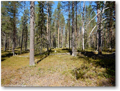wald im muddus nationalpark