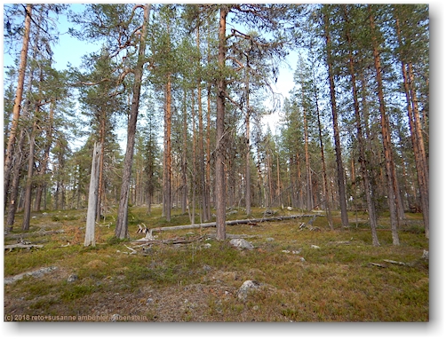 wald im muddus nationalpark
