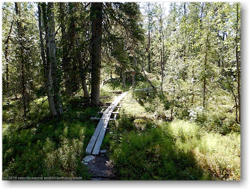 steg im verlauf des wanderweges durch den wald im muddus nationalpark
