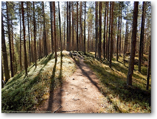wanderweg durch den wald im muddus nationalpark