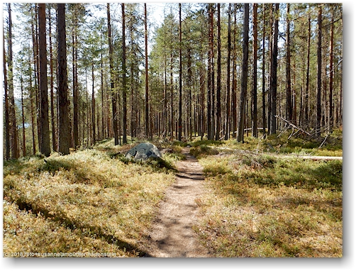 wanderweg durch den wald im muddus nationalpark