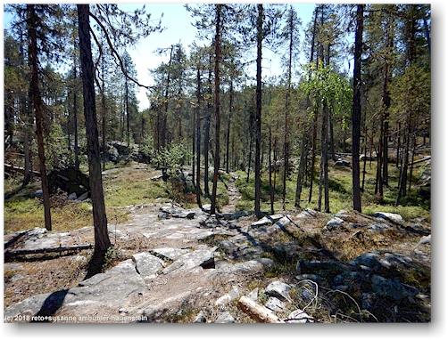 wanderweg durch den wald im muddus nationalpark