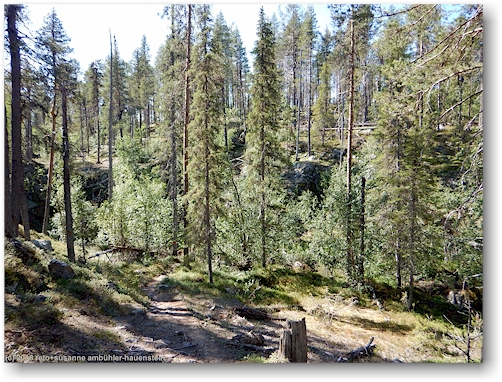 wanderweg durch den wald im muddus nationalpark