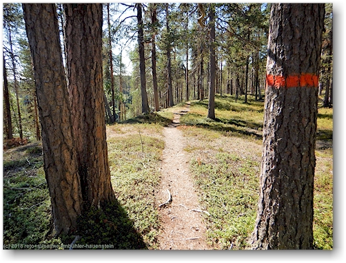 wanderweg durch den wald im muddus nationalpark