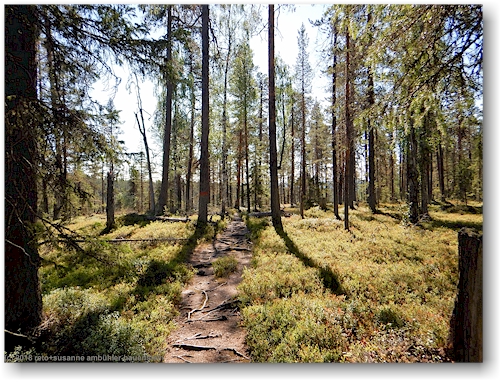 wanderweg durch den wald im muddus nationalpark