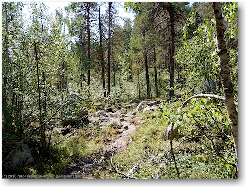 wanderweg durch den wald im muddus nationalpark