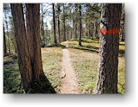 wanderweg durch den wald im muddus nationalpark