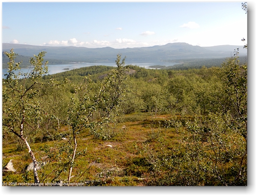 knapp ueber der baumgrenze auf dem weg von saltoluokta richtung lulep kierkau mit langas im hintergrund