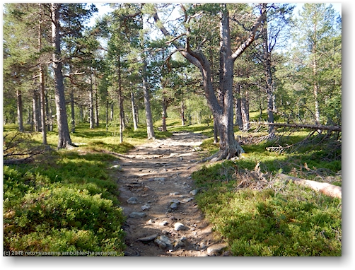 wanderweg bei saltoluokta