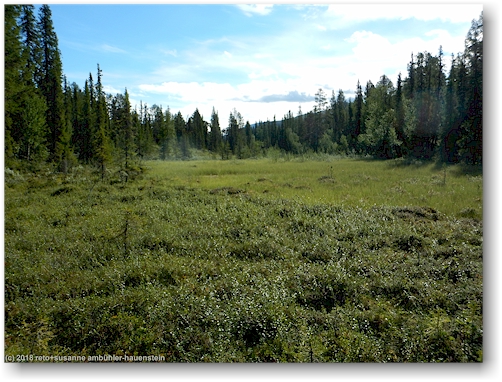 waldlichtung neben dem kungsleden bei parte