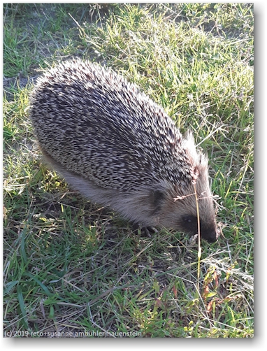 igel auf dem selholmens camping in aelvsbyn
