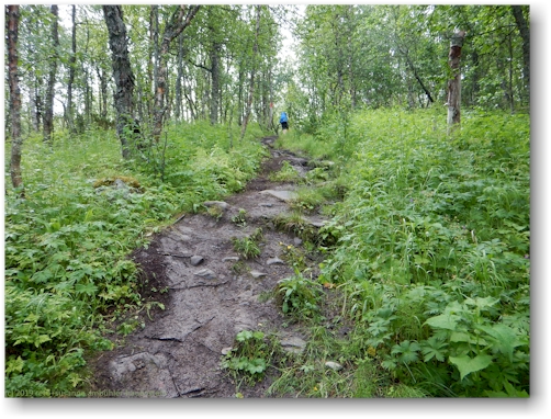 sumpfiger aufstieg im verlauf des kungsleden oberhalb jaekkvik