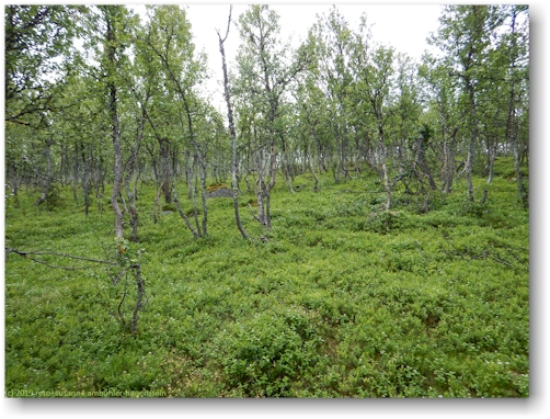 lichter birkenwald oberhalb jaekkvik