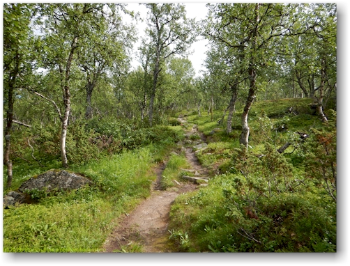 kungsleden durch lichten birkenwald oberhalb jaekkvik