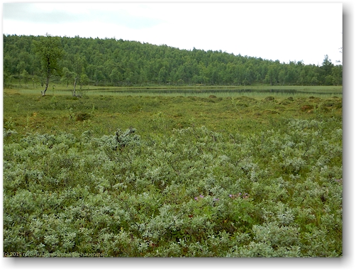 kleiner see und sumpfgebiet am kungsleden westlich des baktek